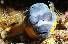 Raja Ampat 2016 - Arothron nigropunctatus - Blackspotted Puffer - Tetrodon jaune - IMG_4215_rc